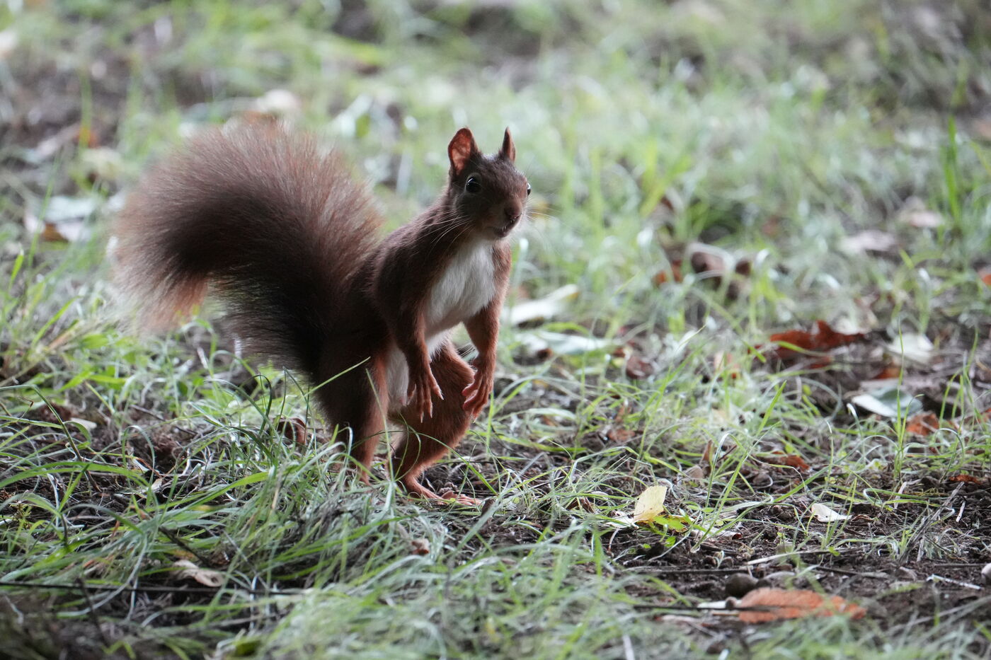 Besuch am Wegrand